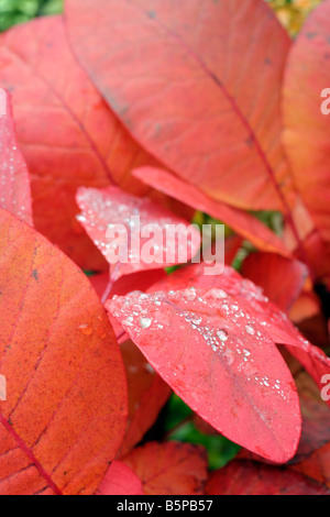 COTINUS GRACE AUTOMNE COULEUR Banque D'Images