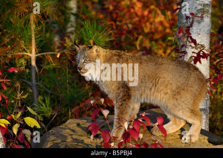Les Lynx debout sur un rocher en une forêt de bouleaux en automne au lever du soleil Banque D'Images