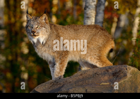 Regardant les Lynx debout sur un rocher dans une forêt de bouleaux en automne au lever du soleil Banque D'Images
