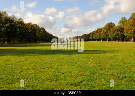 Avenue de lime et Blanc Lodge Bushy Park Middlesex UK Banque D'Images