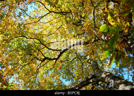 Horse-Chestnut arbre en automne, Virginia Water, Surrey, Angleterre, Royaume-Uni Banque D'Images