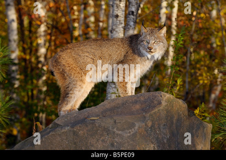 Les Lynx debout sur un rocher dans une forêt de bouleaux en automne au lever du soleil Banque D'Images