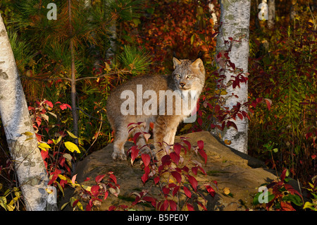 Les Lynx debout sur un rocher dans une forêt d'automne au lever du soleil Banque D'Images