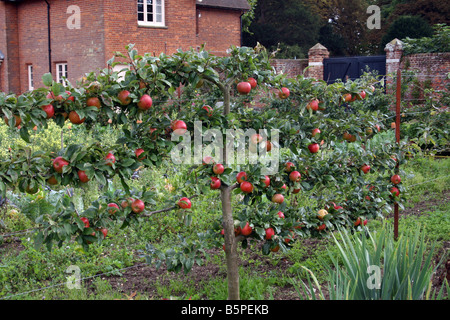 OLD ENGLISH APPLE VICTORIEN CHARLES ROSS POUSSANT SUR UN ARBRE de l'espalier. Banque D'Images