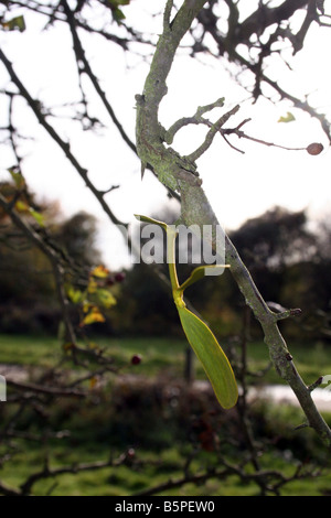 Les jeunes pousses DE LA POLITIQUE EUROPÉENNE COMMUNE EN MATIÈRE DE GUI. Le Viscum album. De plus en plus d'un arbre hôte. Banque D'Images