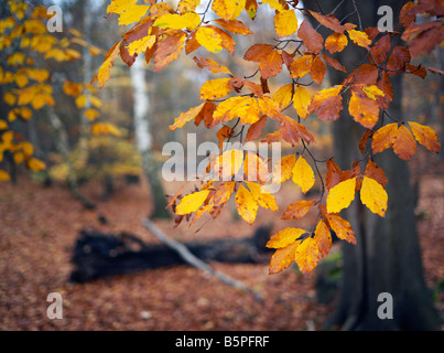 Les feuilles d'automne dans la forêt d'Epping Banque D'Images