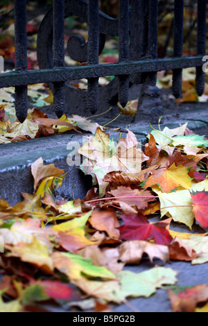 Feuilles d’automne Banque D'Images