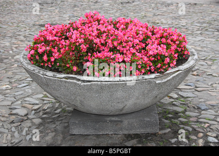 Les bégonias roses dans le pot de fleurs en fleurs Banque D'Images