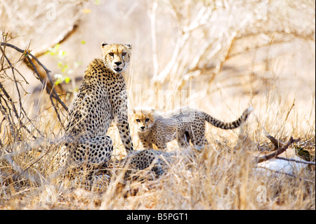 L'état sauvage des animaux guépard guépard mère avec cub Acinonyx jubatus attrape une impala prendre proie southafrica sud-afrika wilderness Banque D'Images