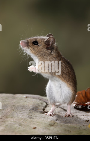 Souris à cou jaune Apodemus flavicollis debout sur ses pattes de Potton Bedfordshire Banque D'Images