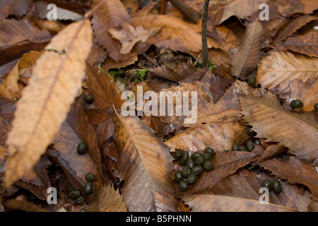 Des excréments sur le sol les feuilles d'automne dans les bois en Périgord près de la Bachellerie, Dordogne France. 87695 crottes horizontale Banque D'Images