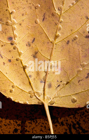 Étude d'une Macro submergée d'eau or jaune/feuille d'érable. Banque D'Images