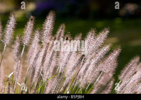 Pennisetum alopecuroides herbe fontaine chinois Banque D'Images