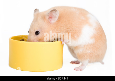 Un hamster c'est manger nourriture Banque D'Images