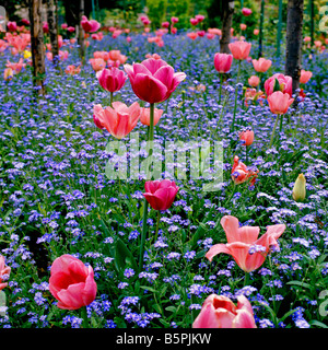 Tulipes et ne m'oubliez pas à le jardin de Monet à Giverny Banque D'Images