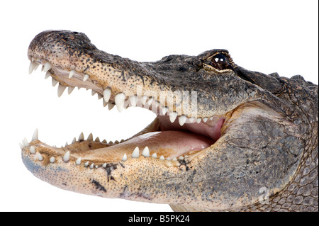 Alligator Alligator mississippiensis 30 ans devant un fond blanc Banque D'Images