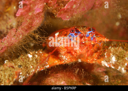 Le Homard (Squat Galathea strigosa) dans une crevasse. Banque D'Images