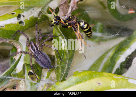 L'araignée et insectes wasp dans une bataille d'araignée, prédateur et proie lutte pour la survie. L'une des 4 images Banque D'Images