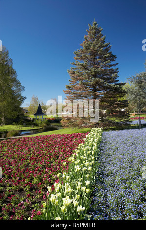 Fleurs de Printemps Pollard Park Blenheim Marlborough ile sud Nouvelle Zelande Banque D'Images