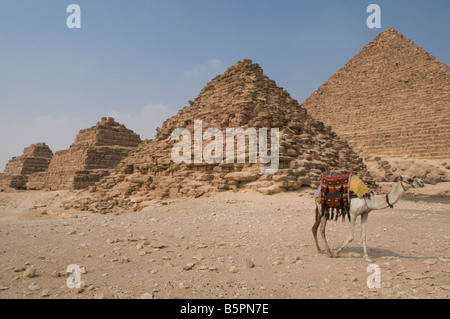 Un chameau se dresse à côté des trois pyramides du Queens avec la Pyramide de Menkaure en arrière-plan dans le plateau de Gizeh le Caire, en Égypte Banque D'Images