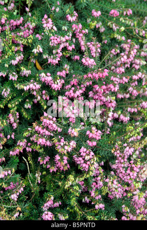 ERICA X DARLEYENSIS Banque D'Images