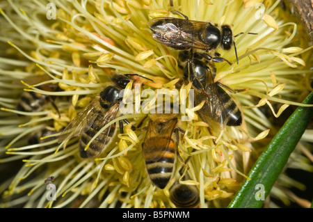 Les abeilles européennes sur les fleurs de banksia australien Banque D'Images