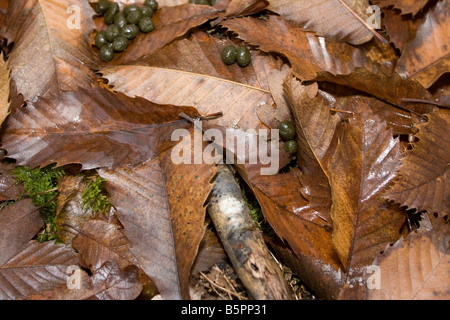 Des excréments sur le sol les feuilles d'automne dans les bois en Périgord près de la Bachellerie, Dordogne France. 87696 crottes horizontale Banque D'Images