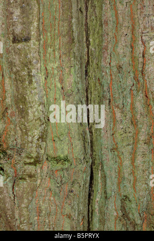 Chêne rouge Quercus rubra CLOSE UP D'ÉCORCE SUR ARBRE ADULTE Banque D'Images