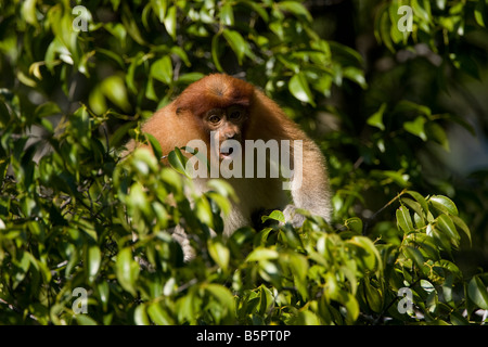 Les jeunes singes Proboscis assis sur un arbre dans le PN de Tanjung Puting à Bornéo Banque D'Images