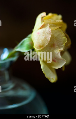 Un accent peu profondes d'une seule image à l'ancienne rose jaune dans un vase. Banque D'Images