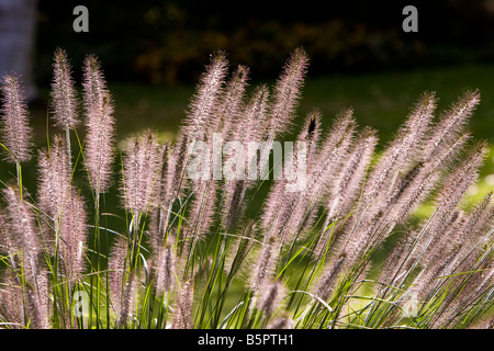 Pennisetum alopecuroides herbe fontaine chinois Banque D'Images