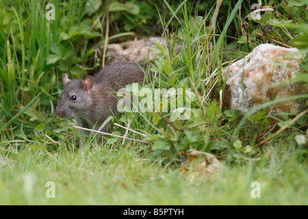 RAT SURMULOT Rattus norvegicus JEUNE SORTANT DE ROCAILLE Banque D'Images