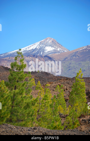 Vue sur le Mont Teide.à travers les pins canariens, Parque Nacional del Teide, Tenerife, Canaries, Espagne Banque D'Images