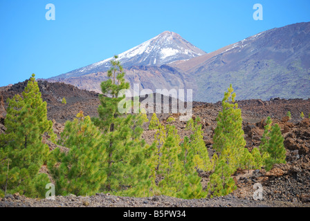 Vue sur le Mont Teide.à travers les pins canariens, Parque Nacional del Teide, Tenerife, Canaries, Espagne Banque D'Images