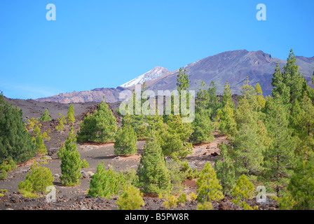 Vue sur le Mont Teide.à travers les pins canariens, Parque Nacional del Teide, Tenerife, Canaries, Espagne Banque D'Images