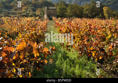 Vignes d'automne Oppède le Vieux Provence France Banque D'Images