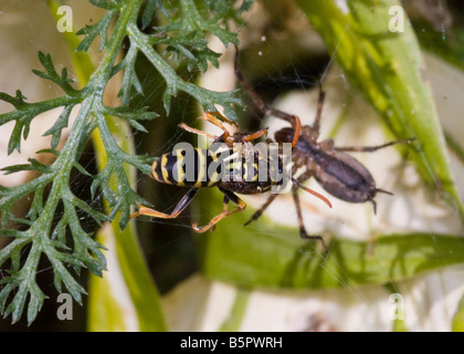 L'araignée et insectes wasp dans une bataille d'araignée, prédateur et proie lutte pour la survie. L'une des 4 images Banque D'Images