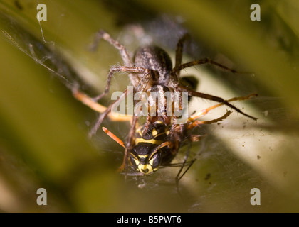 Spider et wasp bataille dans un site web. L'une des 5 images. Banque D'Images