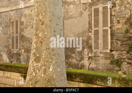 Arbre plan et fenêtre Rue des Pénitents Avignon Banque D'Images