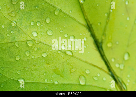 Close up de gouttelettes d'eau sur feuille verte Banque D'Images