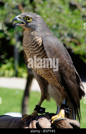 Autour des palombes Accipiter tachiro africains Banque D'Images