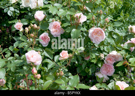 Rosa Jacqueline du Pré 'Haranna' Banque D'Images