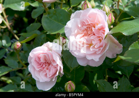 Rosa Jacqueline du Pré 'Haranna' Banque D'Images