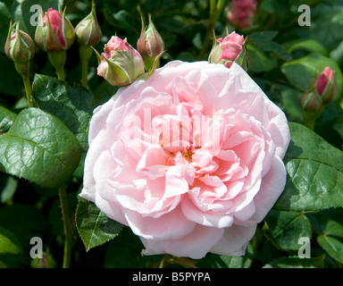 Rosa 'Ausmak eglantyne' Banque D'Images