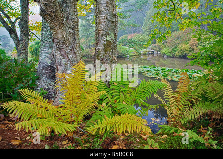 Vue de l'automne d'étang et de fougères Jardins Asticou Mt Desert Island Maine Banque D'Images