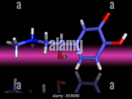 L'adrénaline est une hormone synthétisée dans la médullosurrénale Banque D'Images