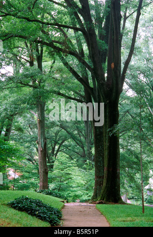 NC, comté de Mecklenburg, Charlotte, Myers Park. Grand vieux arbres feuillus de l'ombre sur le trottoir le long de Hertford Road. Banque D'Images