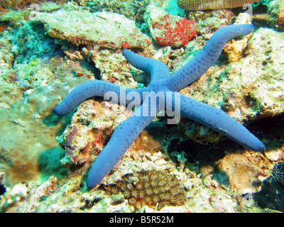 L'étoile bleue sur des récifs rocheux, Lankayan Island Dive Resort, mer de Sulu, Sabah, Malaisie Banque D'Images