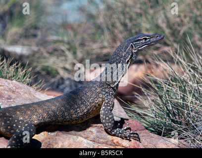 Le Goanna australienne Banque D'Images