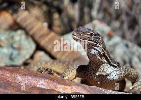 Le Goanna australienne Banque D'Images